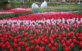 Check spelling or type a new query. Visit The Keukenhof The Largest Flower Garden In The World Holland Com