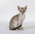 5 Small Cat Breeds That Prove Good Things Come in Small ...