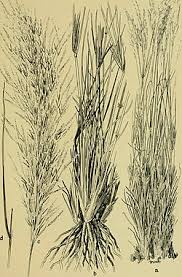Image result for Stipagrostis uniplumis