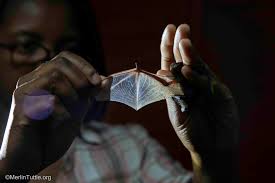 Image result for Acrotome mozambiquensis