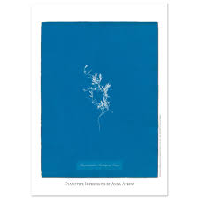 Image result for Hymenophyllum tunbridgense