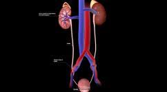 Posterior to the rib cage b. Stones In The Urinary Tract Kidney And Urinary Tract Disorders Msd Manual Consumer Version
