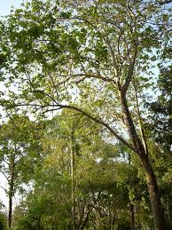 Image result for Gmelina