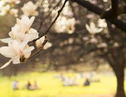 These trees need moisture to get established but are generally easy keepers. Landscape Design Archives Page 2 Of 7 Arbor Day Blog