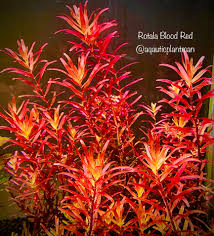 Image result for Rotala milne-redheadii