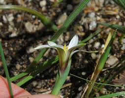 Image result for Romulea camerooniana