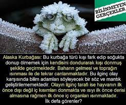 bella adli kullanicinin bilgi panosundaki pin kurbagalar komik hayvan hayvan