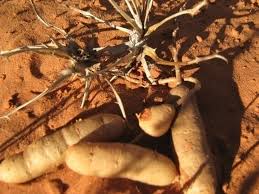 Image result for Harpagophytum procumbens