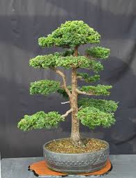 Buy cypress tree seeds and get the best deals at the lowest prices on ebay! View Topic Hinoki Cypress Japanese Garden Bonsai Tree Bonsai Garden