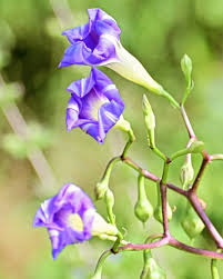 Image result for Ipomoea parasitica