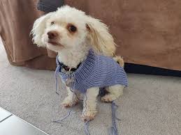 12/19/2019 come see us for some fleecy cheer! Machine Knitted Dog Sweater Planetjune By June Gilbank Blog