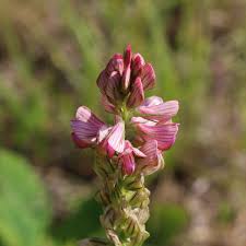 Eine Futterpflanzen Fur Nutztiere Die Futter Esparsette Onobrychis Viciifolia Wildblumenwiese Blumen Nutztiere