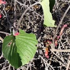 Image result for Xenostegia alatipes