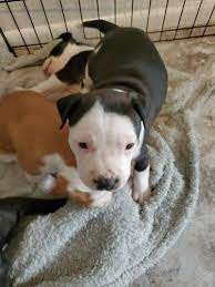 American Pitbull Pups Pitbull Puppies American Pitbull Pitbulls