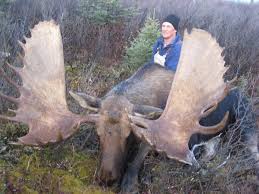 Seventh Largest Moose In The World Big Animals Moose Hunting Animals