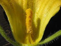 So i would say just watch and nothing to worry yet! Hand Pollination Of Squash And Pumpkins
