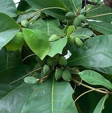 Image result for Terminalia sambesiaca
