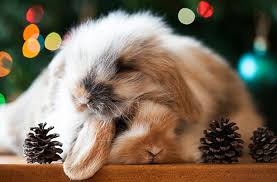 Image result for tbn:nuNU7FPK4A54yM::rvforsaleguide.com/images/bunny-resting-picture.jpg