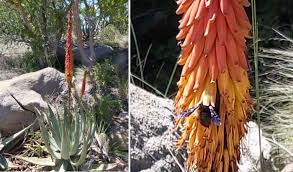 Image result for Aloe pienaarii