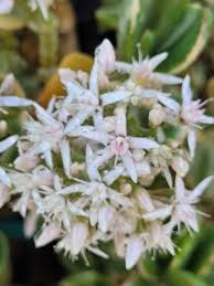 Image result for Crassula vaginata