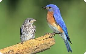 Light and gentle mist goes a long way. Fledglings Wild Birds Unlimited Wild Birds Unlimited