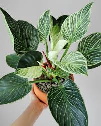 Marisa On Instagram The Newest Leaf On My Philodendron Birkin Is Sooo White Hopefully It Ll D In 2020 Variegated Plants Philodendron Plant Beautiful Flowers Garden