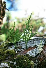 Image result for Viscum shirense