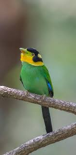 Colorful Birds With Long Tail Feathers Pin Ot Polzovatelya Nancie Petersen Na Doske Doces Passaros Ptichki Priroda Foto Zhivotnyh