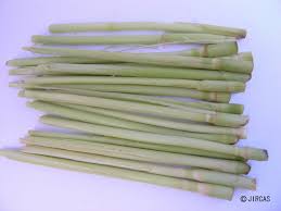 Image result for Saccharum spontaneum