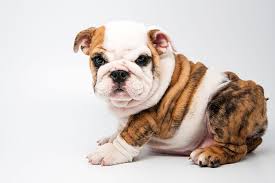 Why buy a french bulldog puppy for sale if you can adopt and save a life? Puppies For Sale Buford Ga Puppies Galore Puppies At Half Their Price