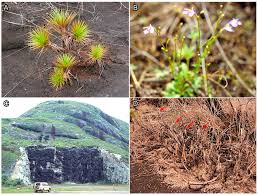 Image result for Vittaria guineensis