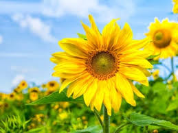 White flowers that look like sunflowers. Growing Sunflowers How To Add Sunflowers To The Garden