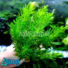 Image result for Pogostemon aquaticus