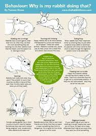 That Is A Nice Guide Rabbithouses Pet Bunny Rabbits Pet Rabbit Care Bunny Mom
