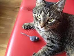 Extended stay/overnight pet sitting/house sitting. Cat Sitting Rates Little Dipper Pet Care