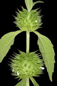 Image result for Leucas martinicensis