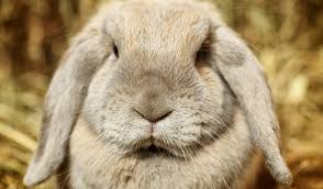 We want to thank st. Pet Clinic St Francis Pet Clinic Santa Barbara Ca