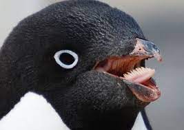 Penguins, like other birds, do not 'chew' their prey, they typically swallow it whole. The Tongue Of An Adelie Penguin Penguins Penguin Mouth Adelie Penguin