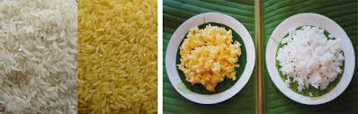 Golden rice was developed as a fortified food to be used in areas where there is a shortage of. Golden Rice To Combat Vitamin A Deficiency For Public Health Intechopen
