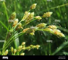 Image result for Scirpus pendulus