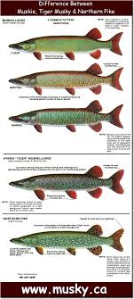 Tiger Musky Northern Pike Difference Chart Fishingtips