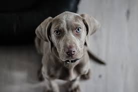 Dogs For Sale : 10 Best Sites To Buy And Sell Dogs Online 2022