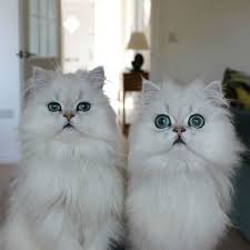 However, blocking some types of cookies may impact your experience of the site and the services we are able to offer. Behold The 12 Most Beautiful Cats In The World