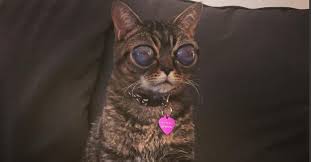 A cat's initial baby teeth first emerge between 2 to 4 weeks, making teeth an excellent determination of age for kittens. 15 Of The Most Unique Looking Cats On Instagram Princess Monster Truck Guff