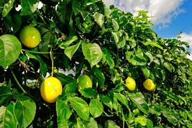 Image result for maracuya