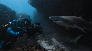 Bertie Gregory and other experts explain how to not get eaten by a shark |  National Geographic