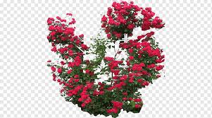 Plant climbing wall fixture is the best choice for you to well organize your climbing plant vines. Climbing Plants Png Images Pngwing