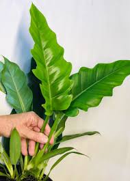 Philodendron Jungle Boogie Nse Tropicals