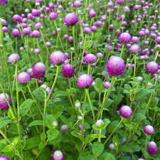 Image result for Gomphrena globosa