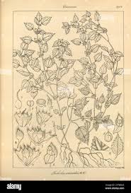 Image result for Droguetia